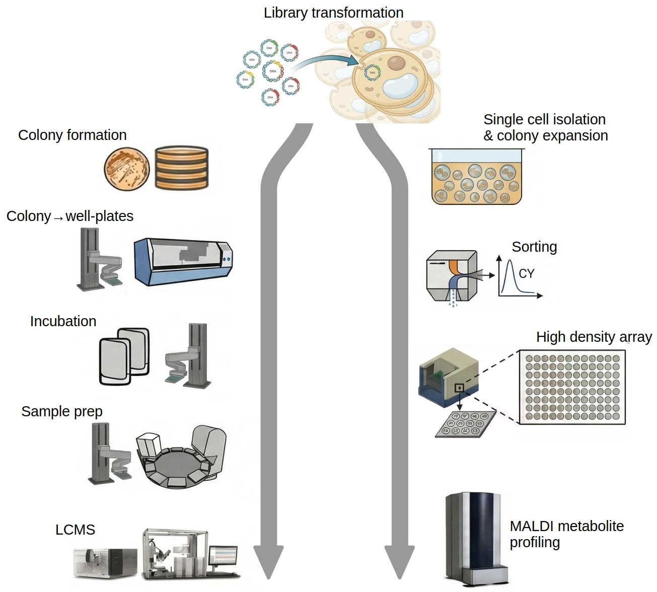 Comparsion: Traditional screening requiring multiple instruments vs µMaldi integrated benchtop platform