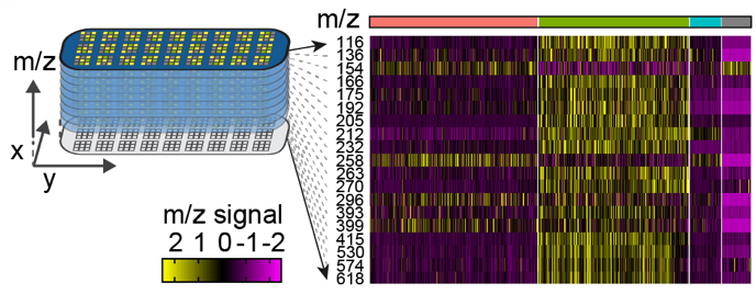 Spatial MALDI Imaging heatmap
