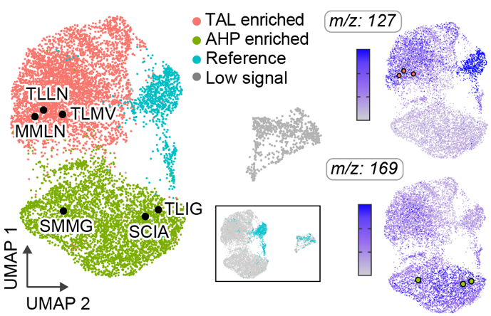UMAP Cluster Analysis showing four distinct enzyme populations