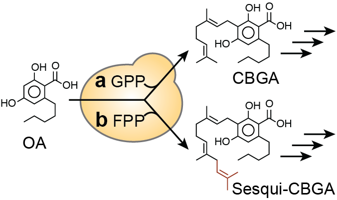 Cannabinoid Biosynthesis Pathways